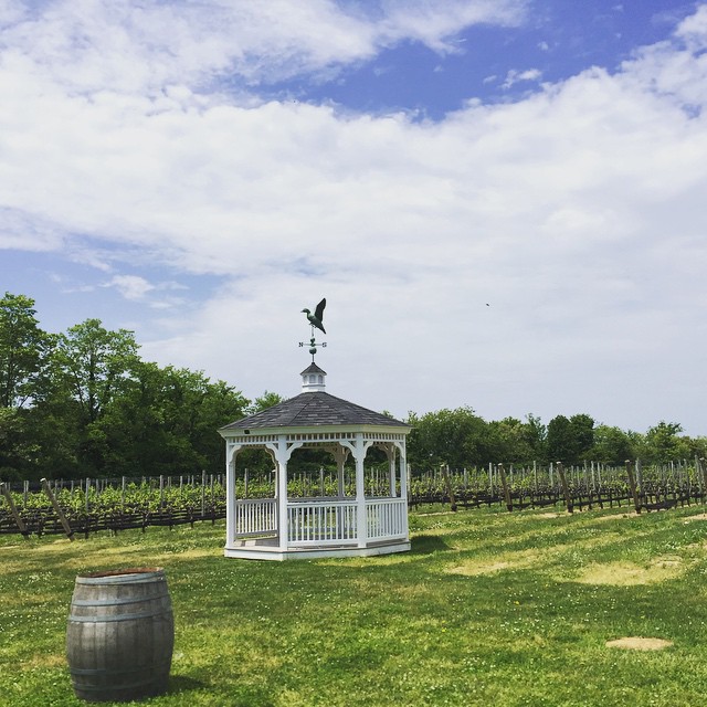 Duck Walk North Vineyards / New York